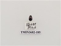 藏品(鞘翅目(2))的圖片